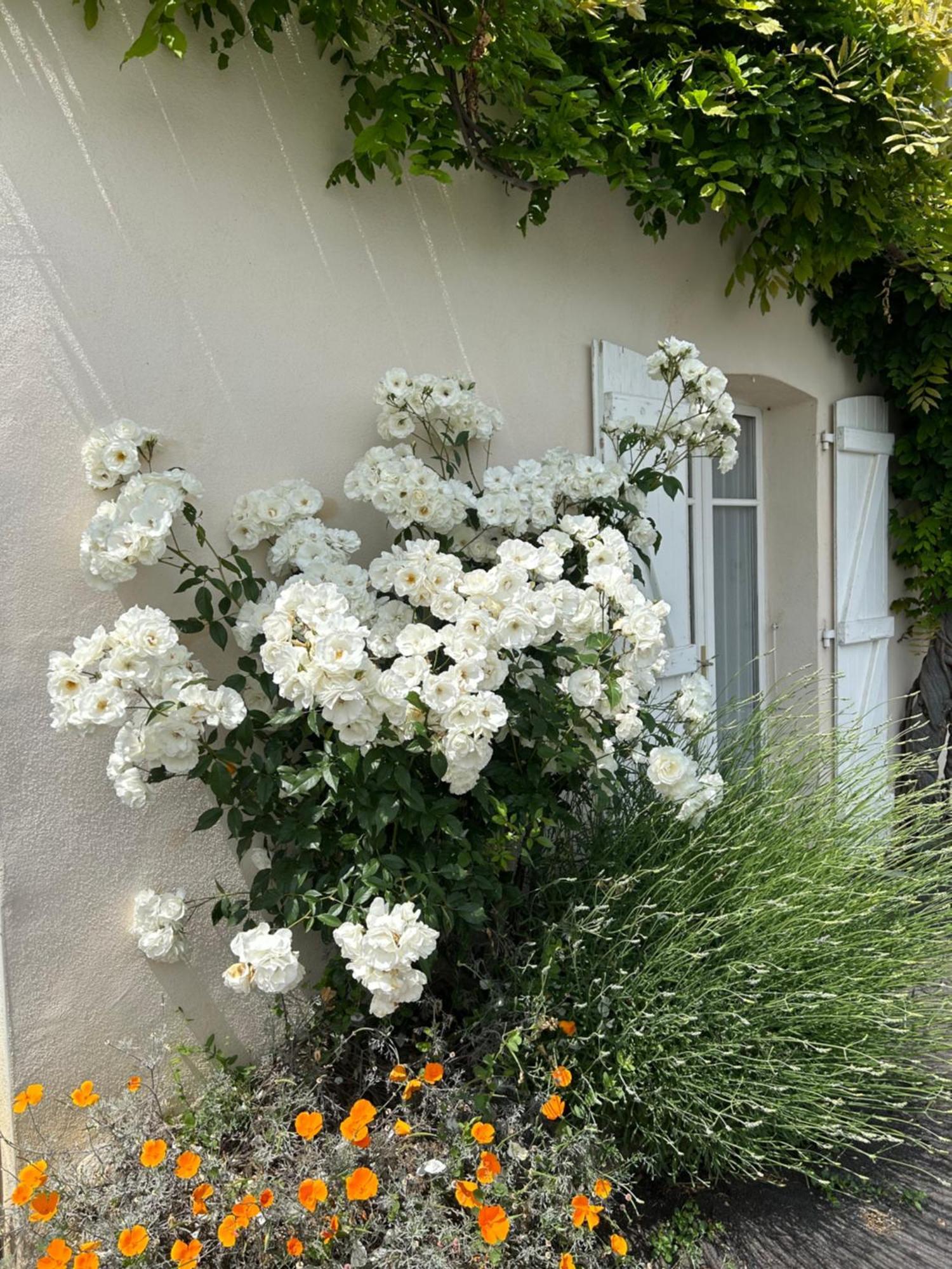 La Glycine B&B Sainte-Colombe  Exterior foto
